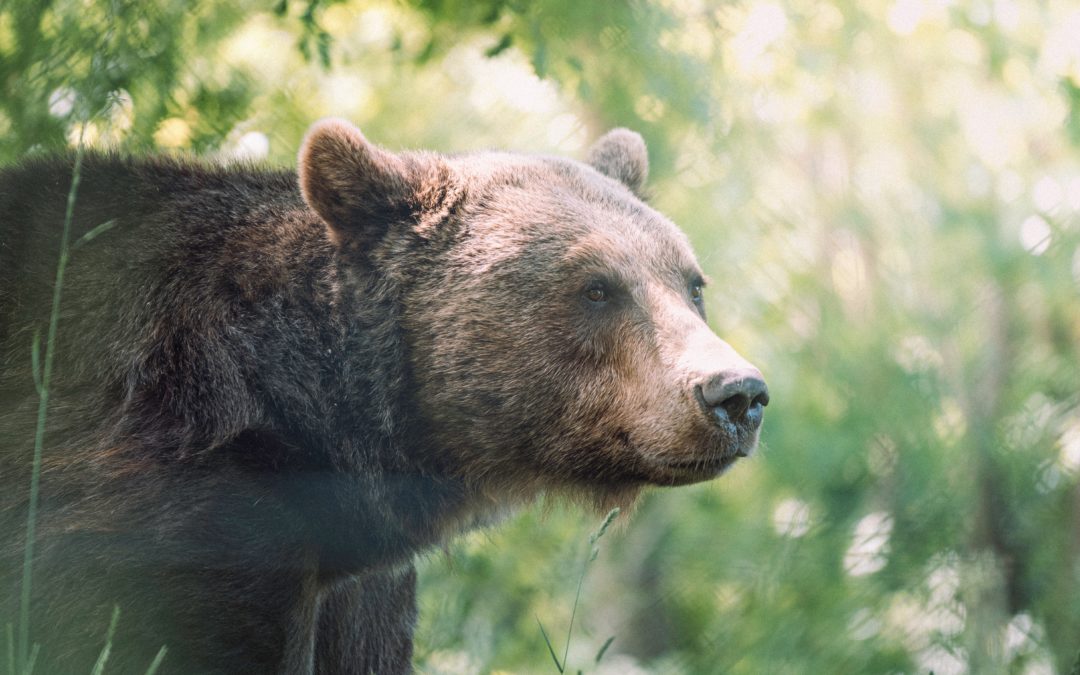 Encountering Bears While Hiking: A Comprehensive Guide