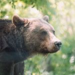 Dealing with Bears while Hiking and Backpacking