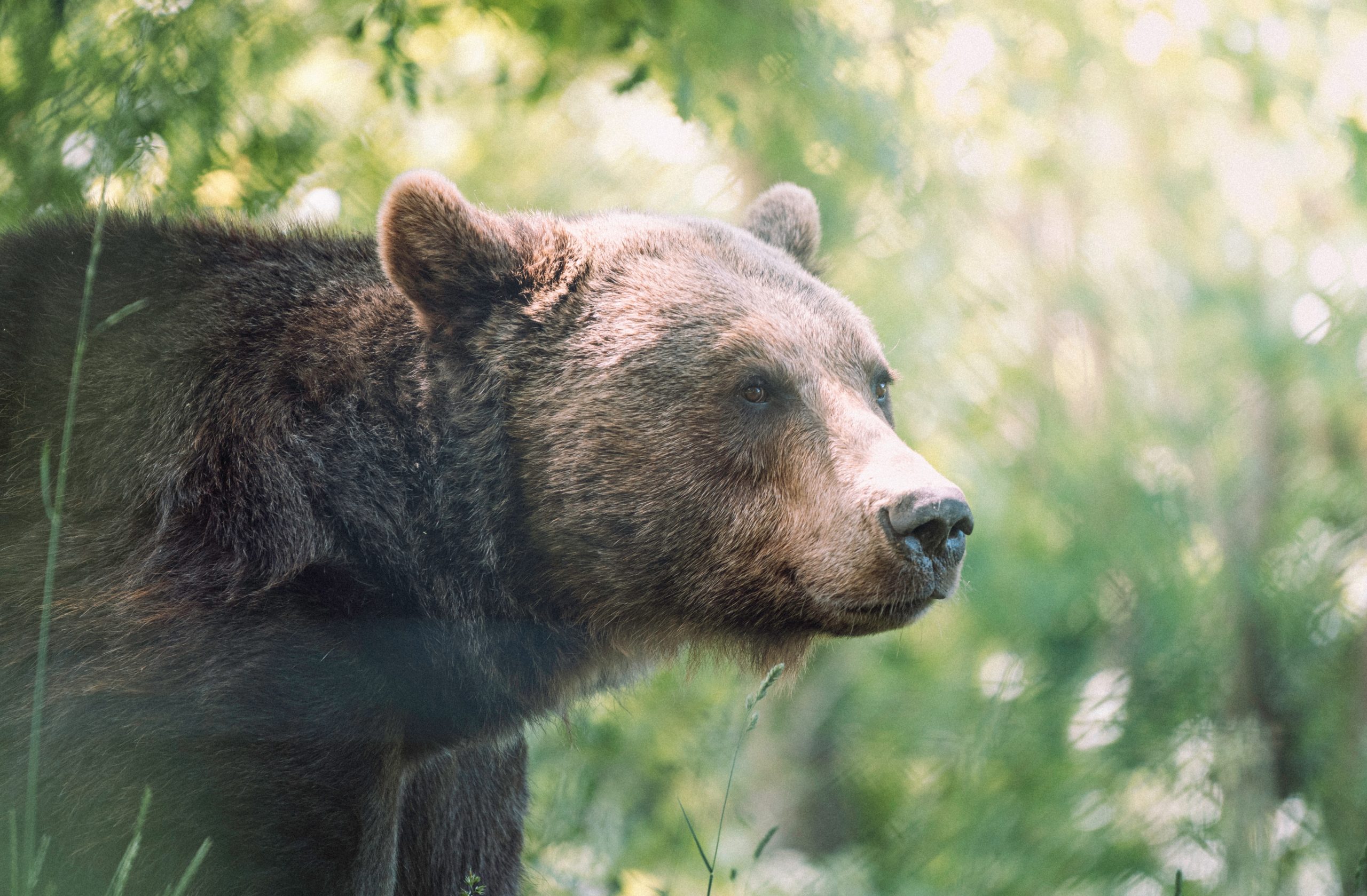 Dealing with Bears while Hiking and Backpacking