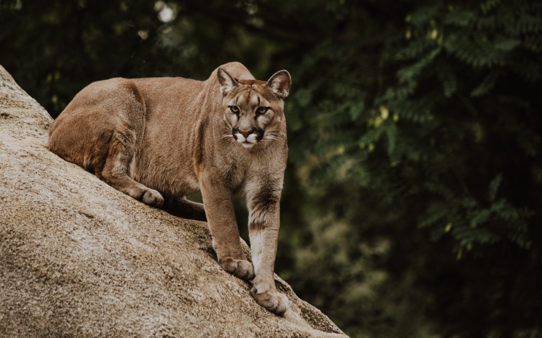 Encountering Mountain Lions While on the Trail: A Comprehensive Guide