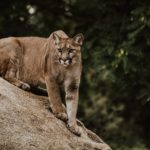 Encountering a Mountain Lion While Hiking