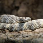 what to do when you encounter a snake on the trail