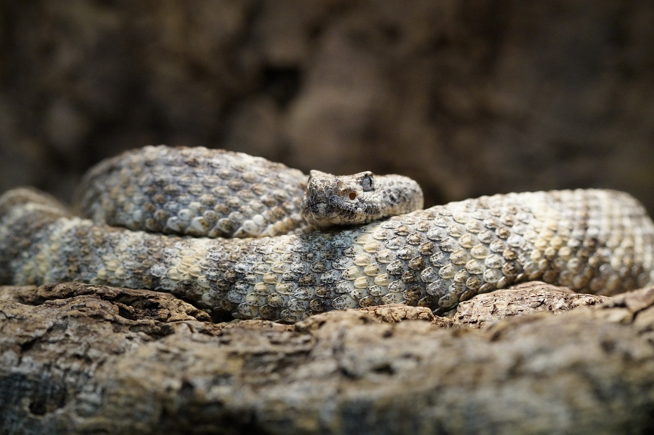 what to do when you encounter a snake on the trail